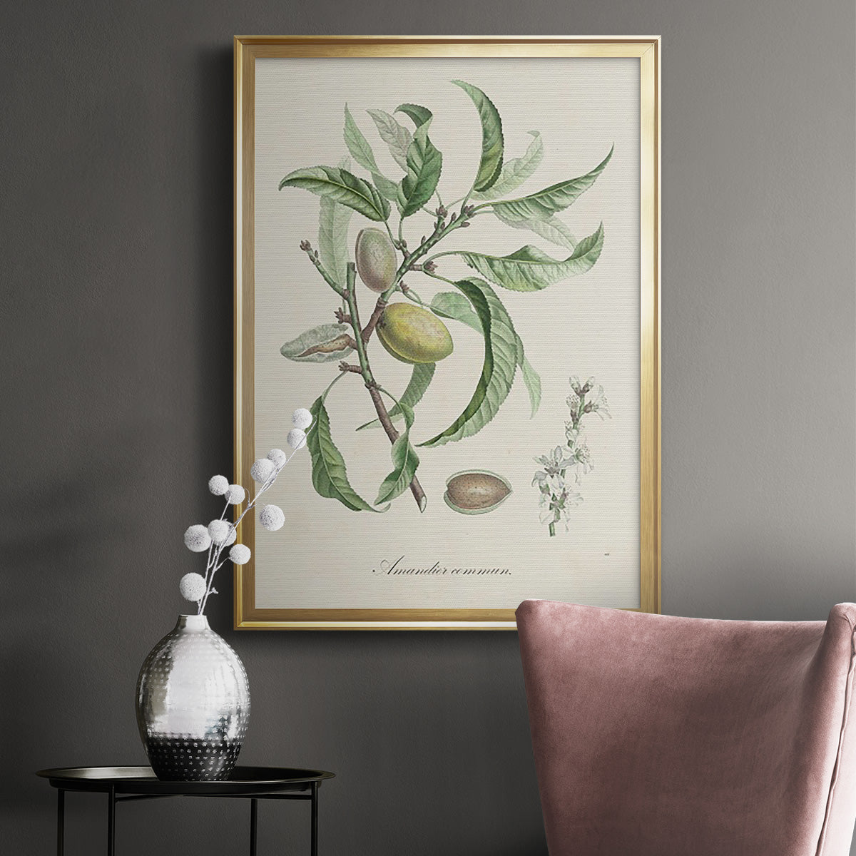 Antique Almond Botanical IV - Modern Framed Canvas Print