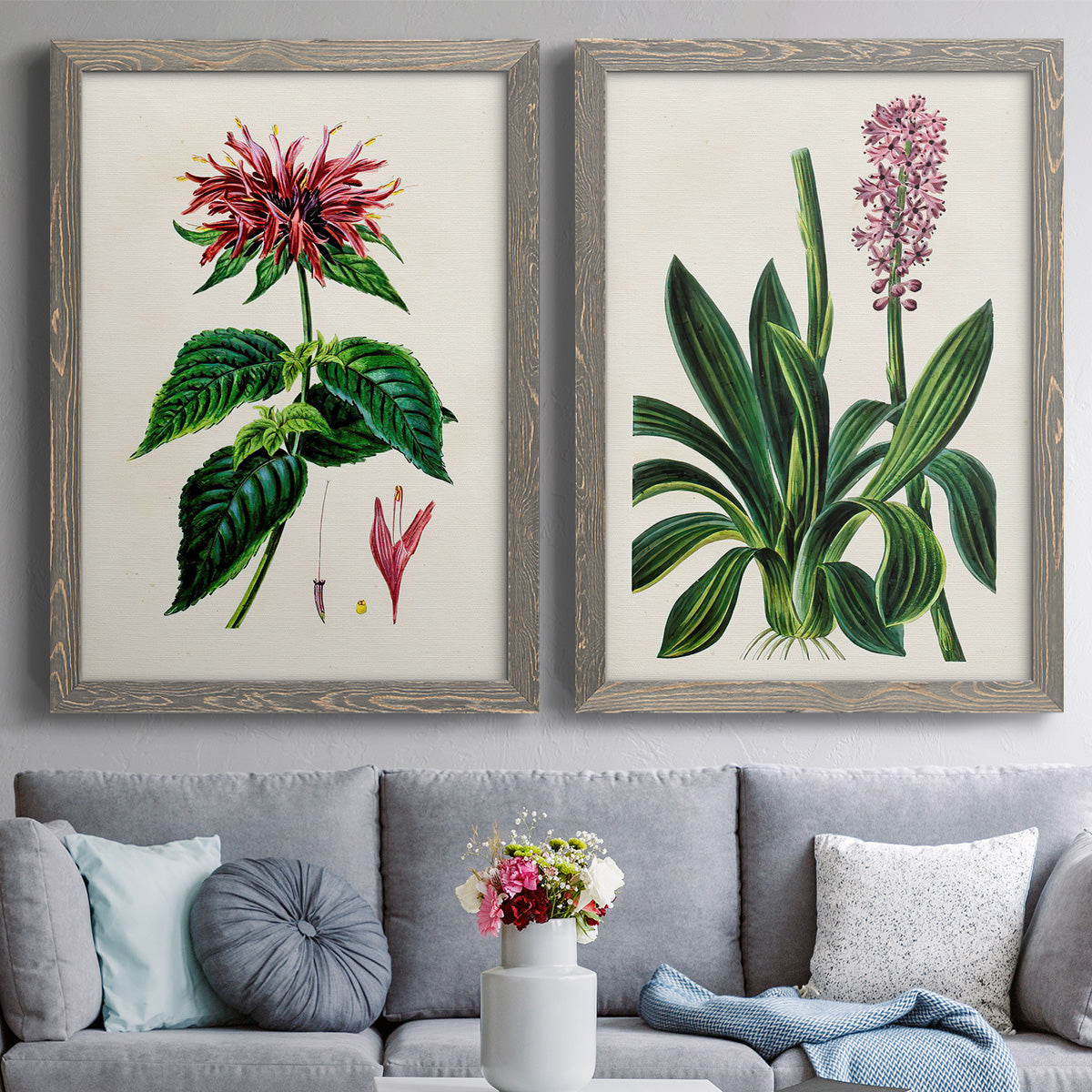 Set of two gray barnwood framed canvas prints depicting paired antique botanical plate illustrations with detailed blossoms, leaves, roots, and archival cream grounds above a sofa in a contemporary living room.