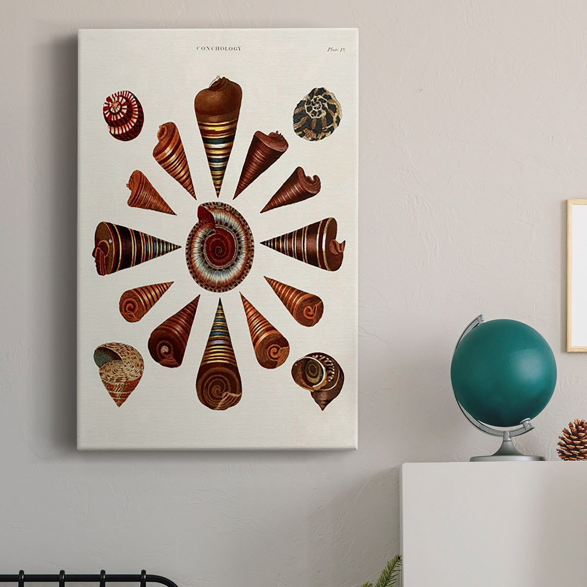 Spiral Shell Formation IV Premium Gallery Wrapped Canvas - Ready to Hang