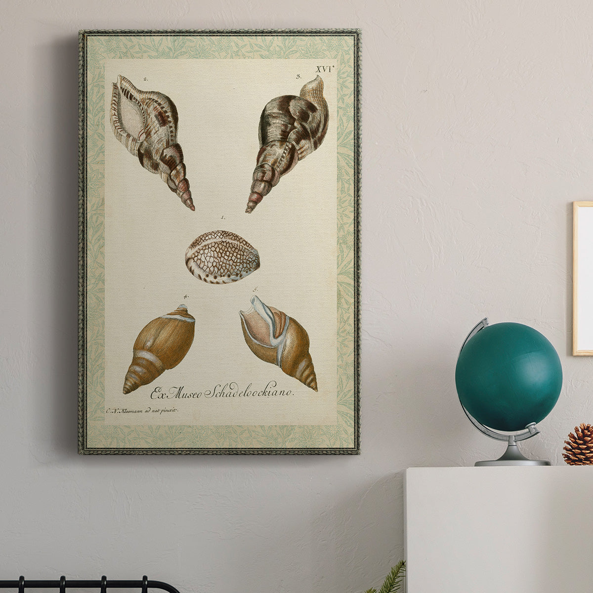 Bookplate Shells VIII Premium Gallery Wrapped Canvas - Ready to Hang