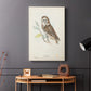 Little Owl - Canvas Art Print
