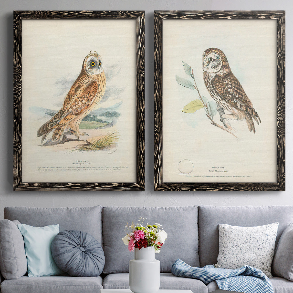 Hawk Owl - Premium Framed Canvas 2 Piece Set - Ready to Hang