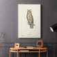 Scops-Eared Owl - Canvas Art Print