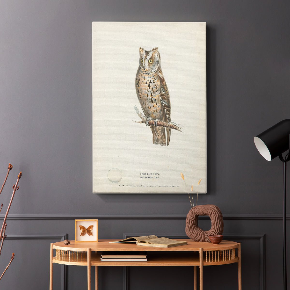 Scops-Eared Owl - Canvas Art Print