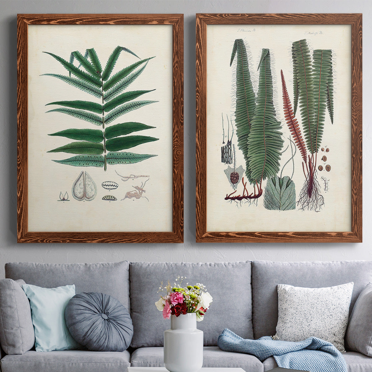 Set of two maple barnwood framed canvas prints depicting paired natural-history fern plates with varied green fronds, roots, spores, and archival labels above a sofa in a contemporary living room.