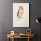 Tawny Owl - Canvas Art Print