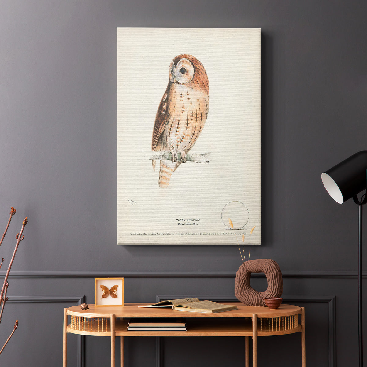 Tawny Owl - Canvas Art Print