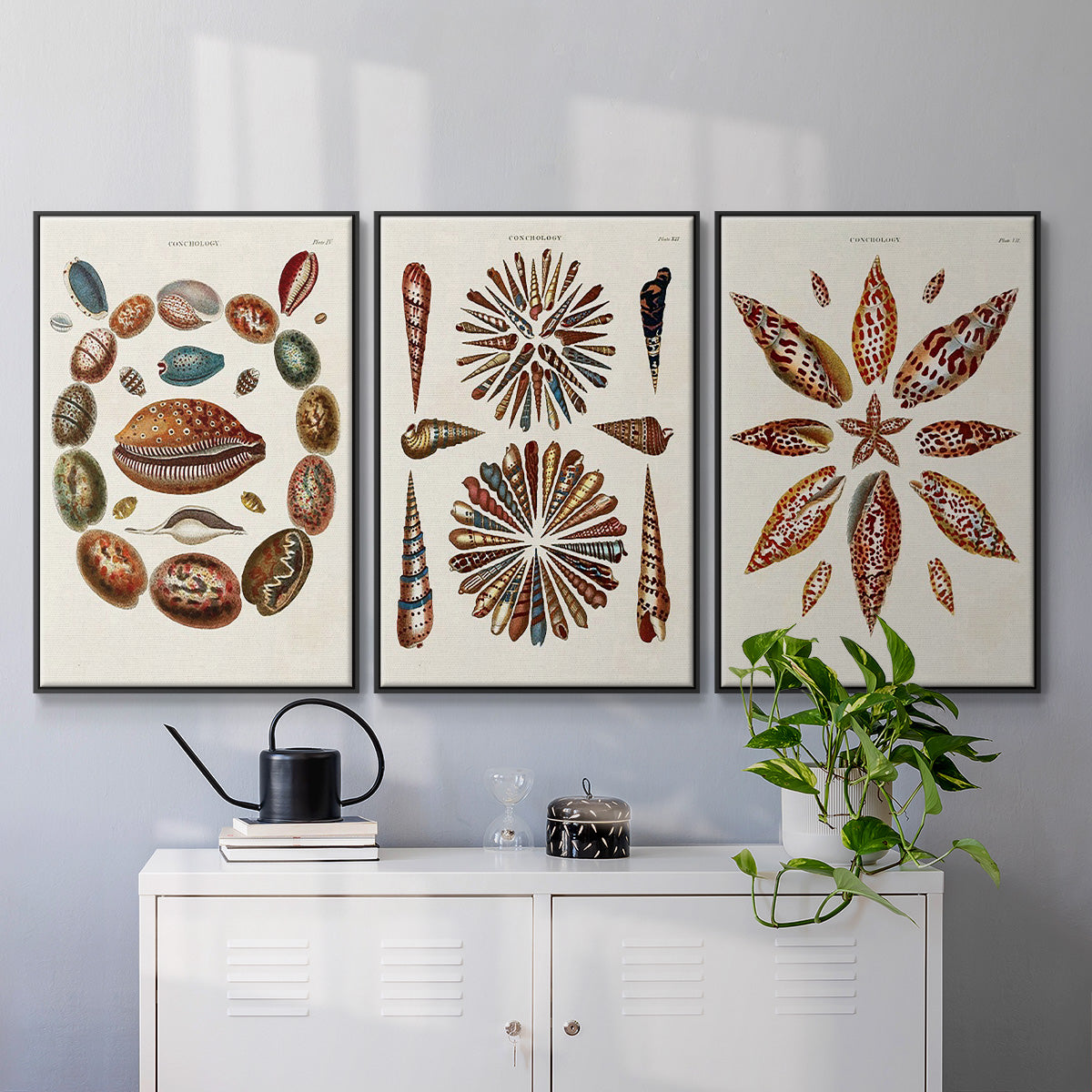 Spiral Shell Formation I - Framed Premium Gallery Wrapped Canvas L Frame 3 Piece Set - Ready to Hang