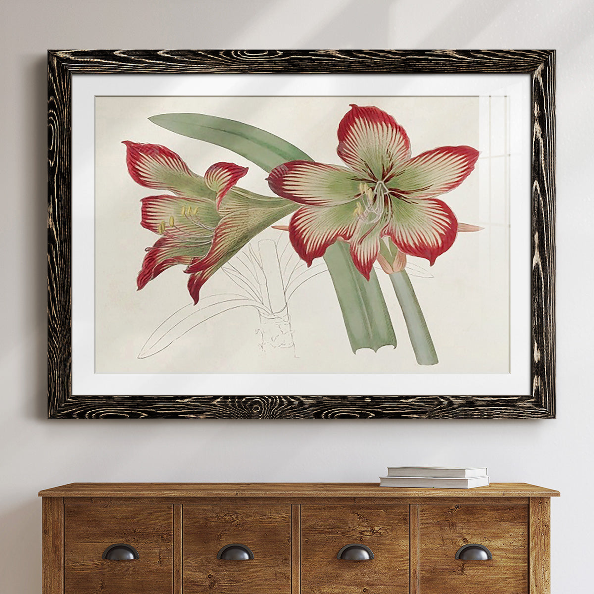 Amaryllis Varietals IV-Premium Framed Print - Ready to Hang