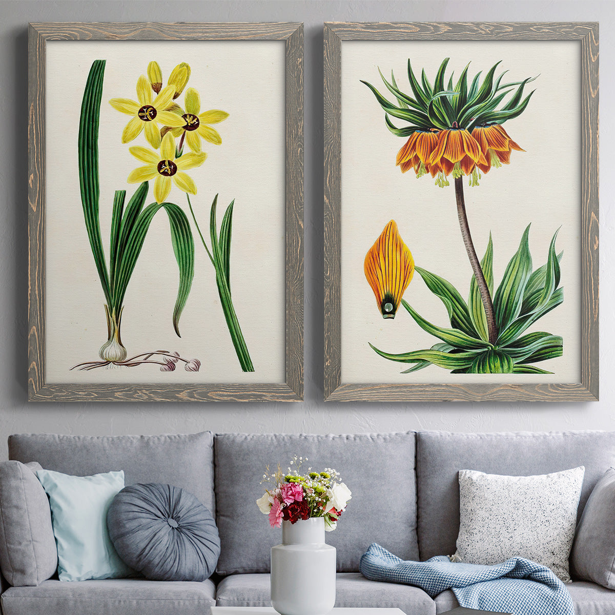 Set of two gray barnwood framed canvas prints depicting paired antique botanical plate illustrations with detailed blossoms, leaves, roots, and archival cream grounds above a sofa in a contemporary living room.