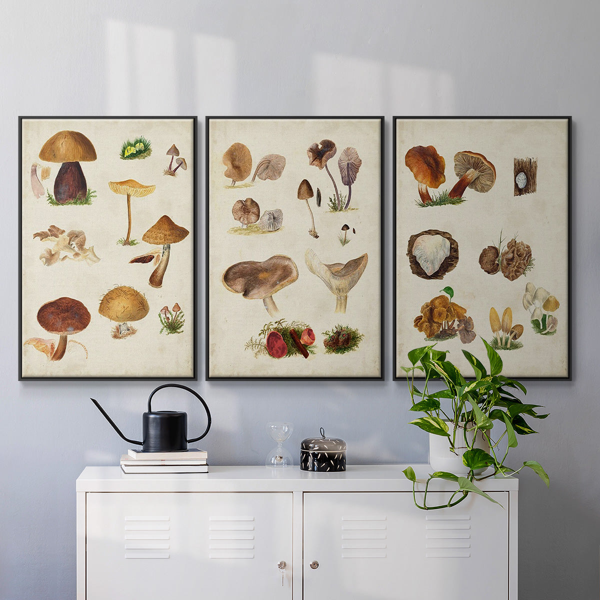 Mushroom Species I - Floater Framed Canvas Set