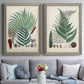 Collected Ferns I - Premium Framed Canvas 2 Piece Set - Ready to Hang