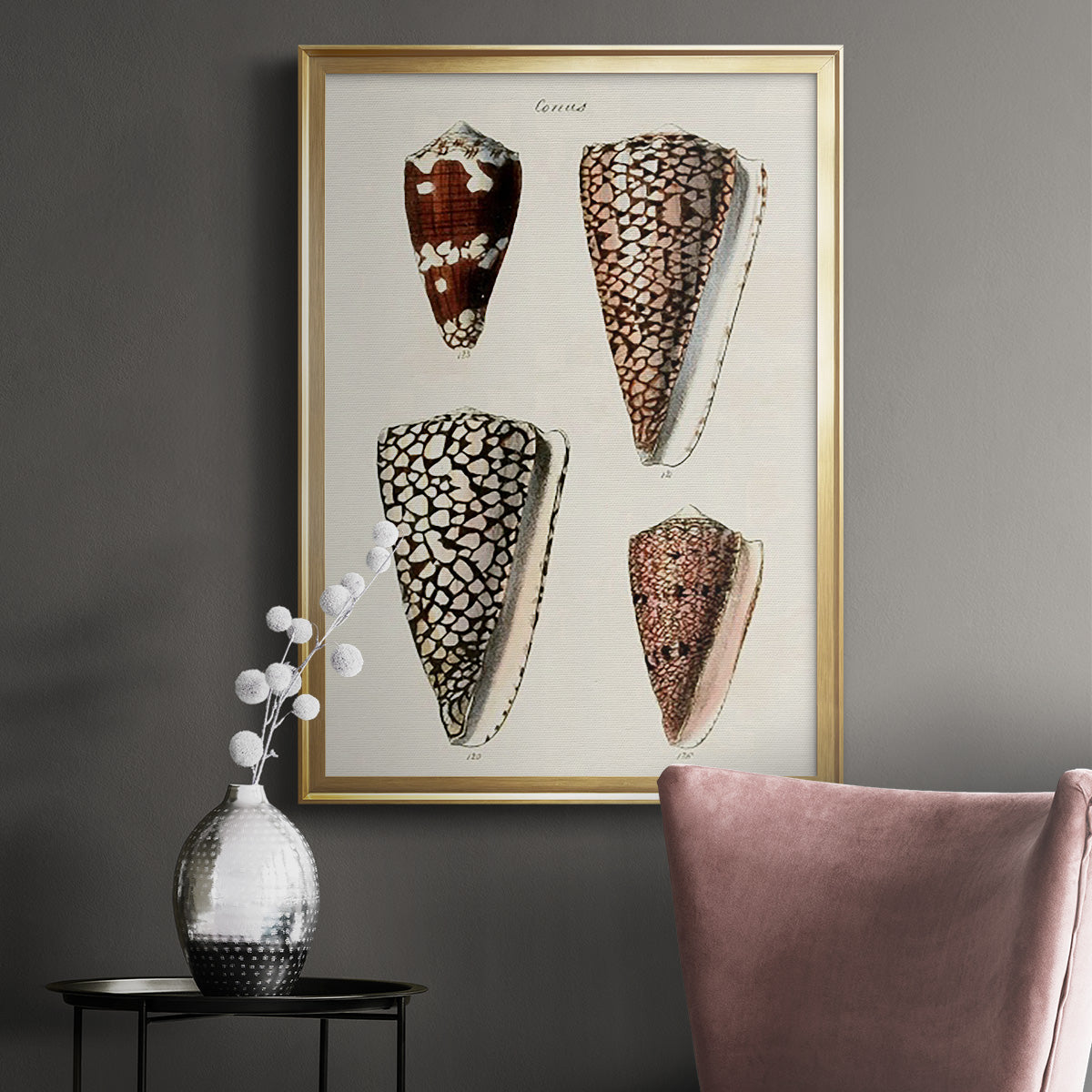 Cone Shell Collection I - Modern Framed Canvas Print