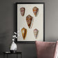 Cone Shell Collection VI - Modern Framed Canvas Print