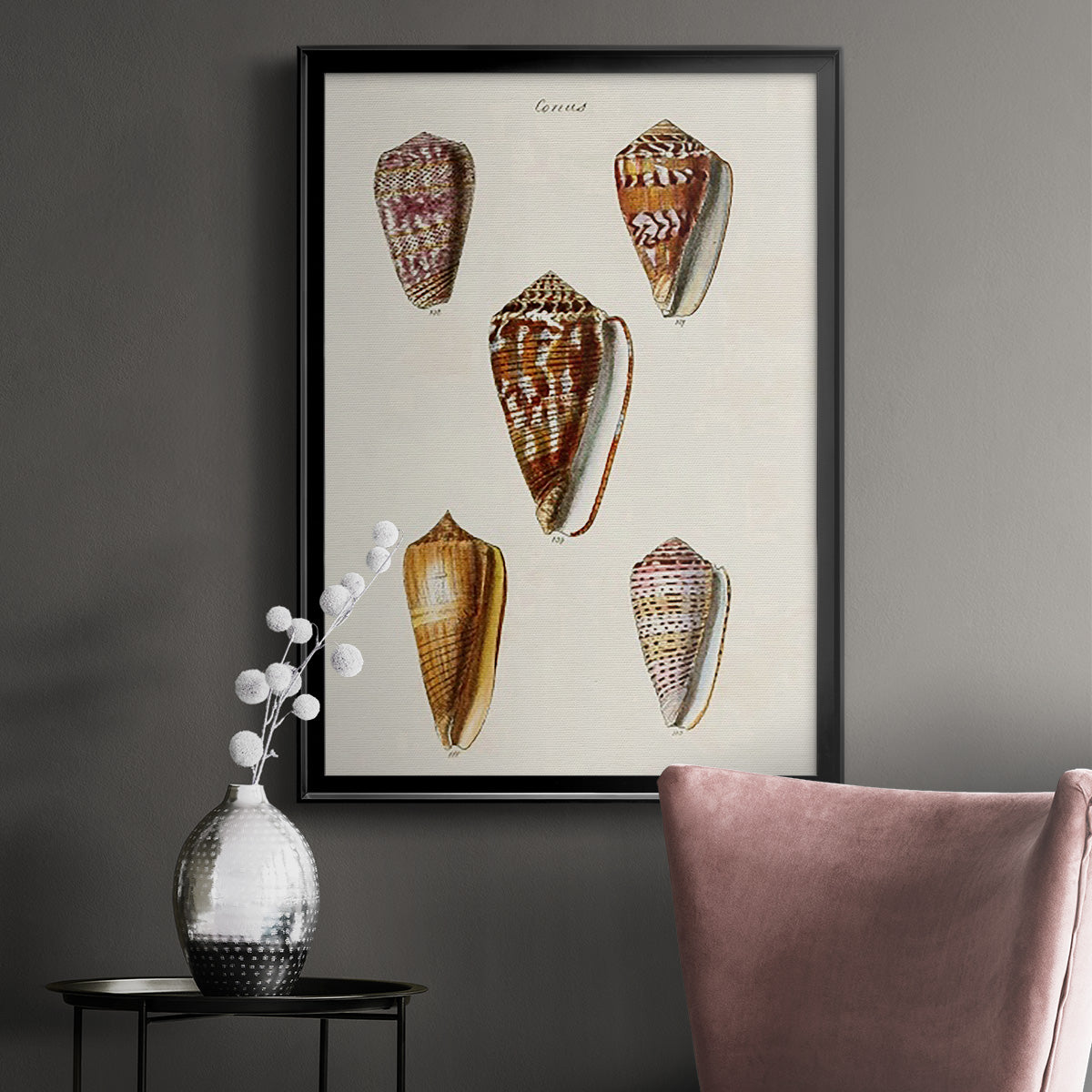 Cone Shell Collection VI - Modern Framed Canvas Print