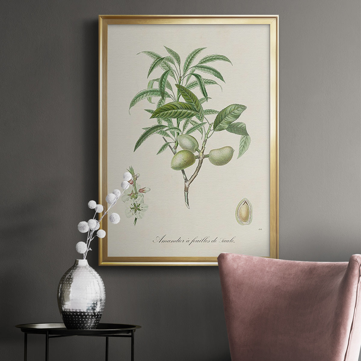 Antique Almond Botanical II - Modern Framed Canvas Print