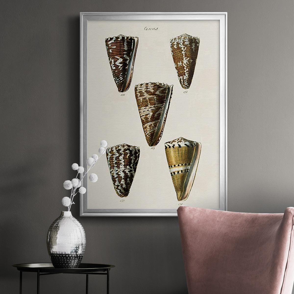 Cone Shell Collection V - Modern Framed Canvas Print
