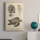 Sea Turtle Study I - Canvas Art Print