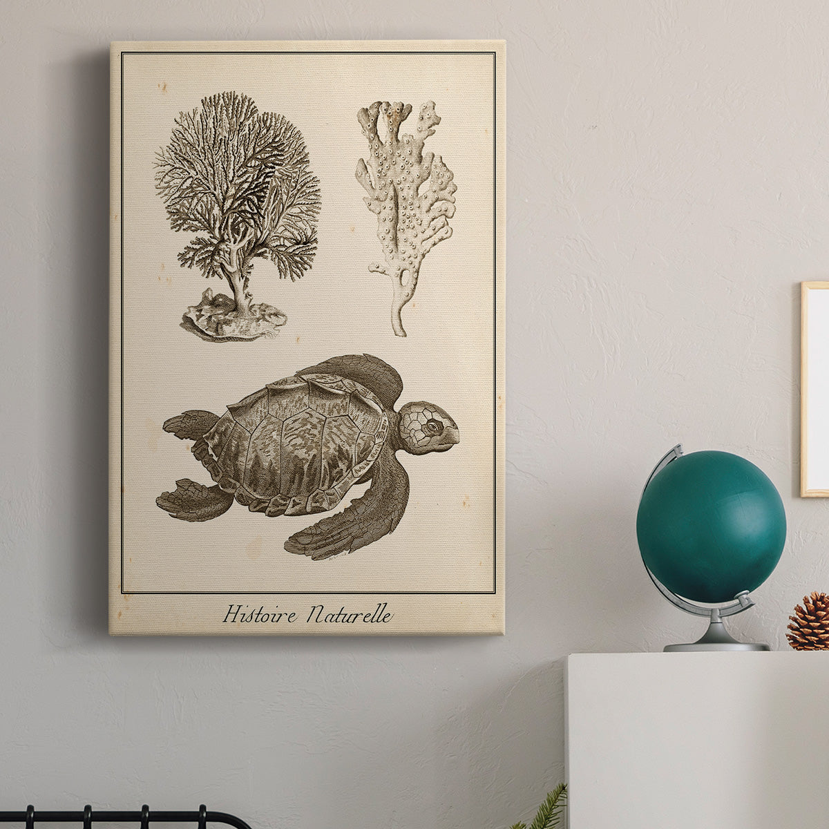 Sea Turtle Study I - Canvas Art Print