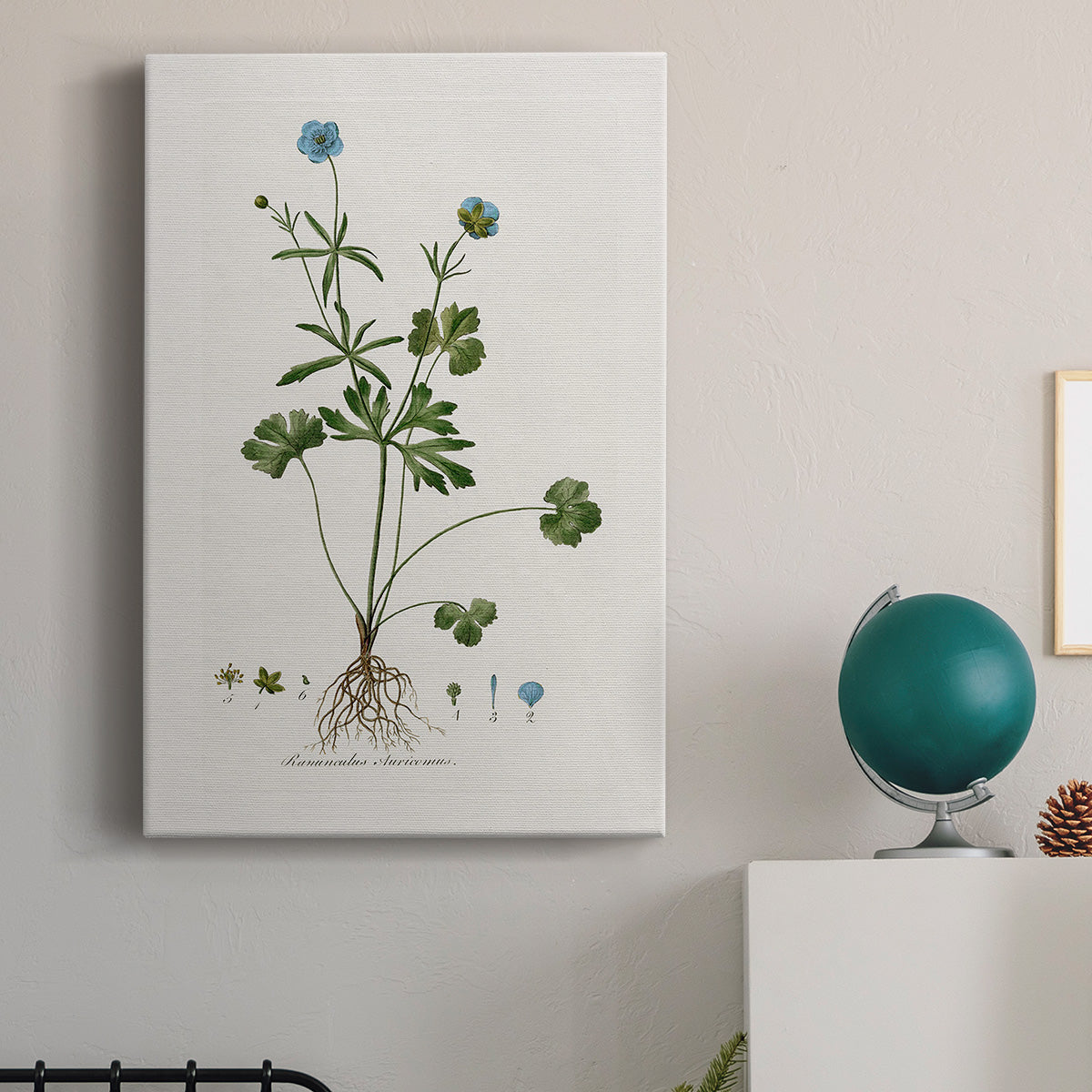 Buttercup Study - Canvas Art Print