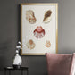 Pastel Knorr Shells V - Modern Framed Canvas Print