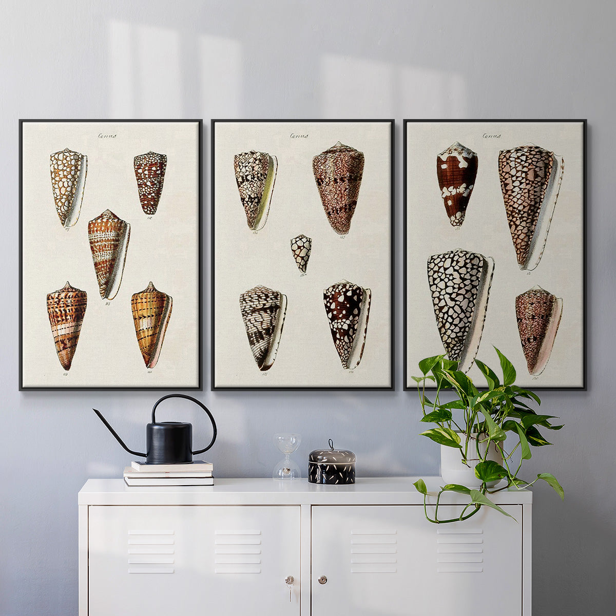 Cone Shell Collection I - Framed Premium Gallery Wrapped Canvas L Frame 3 Piece Set - Ready to Hang