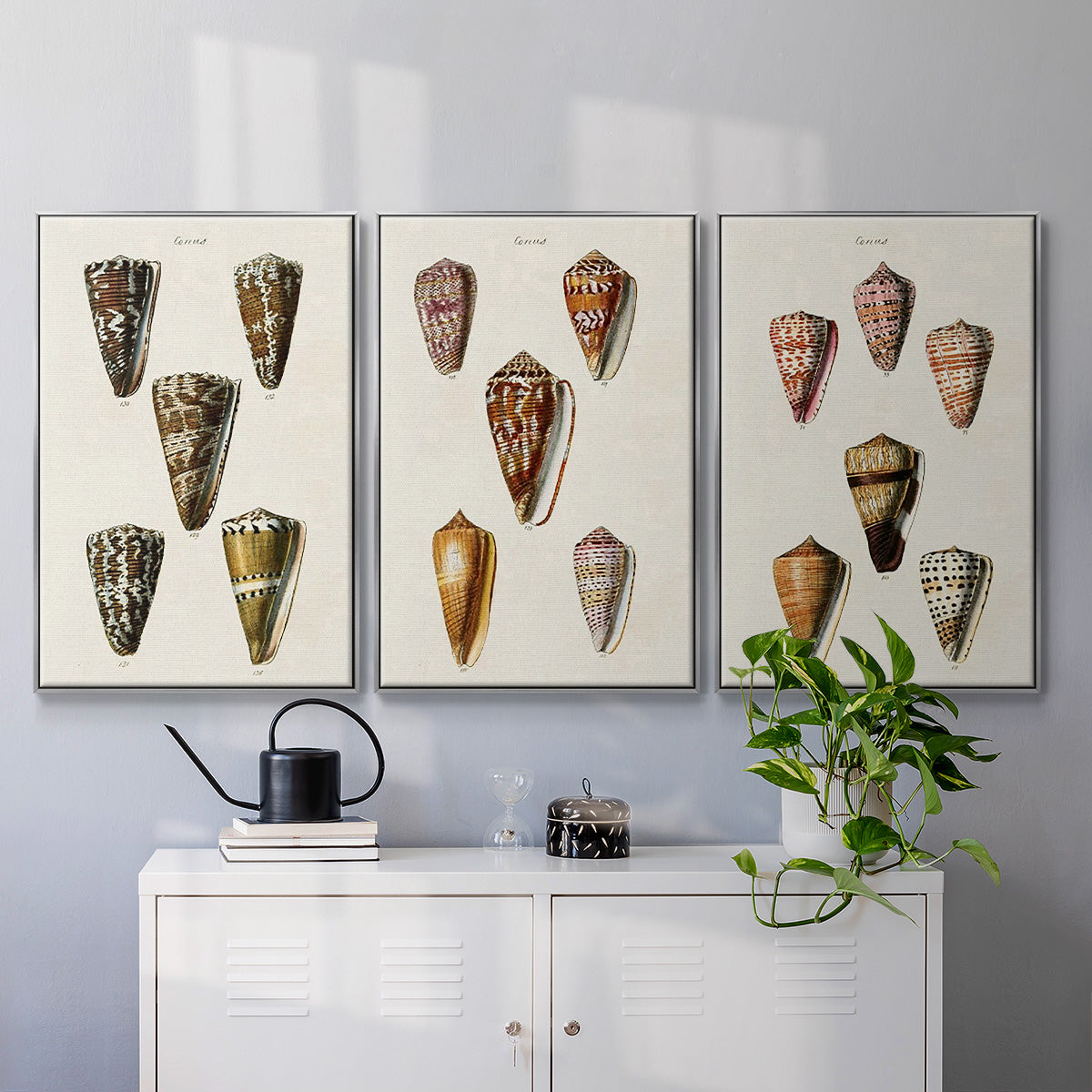 Cone Shell Collection IV - Framed Premium Gallery Wrapped Canvas L Frame 3 Piece Set - Ready to Hang