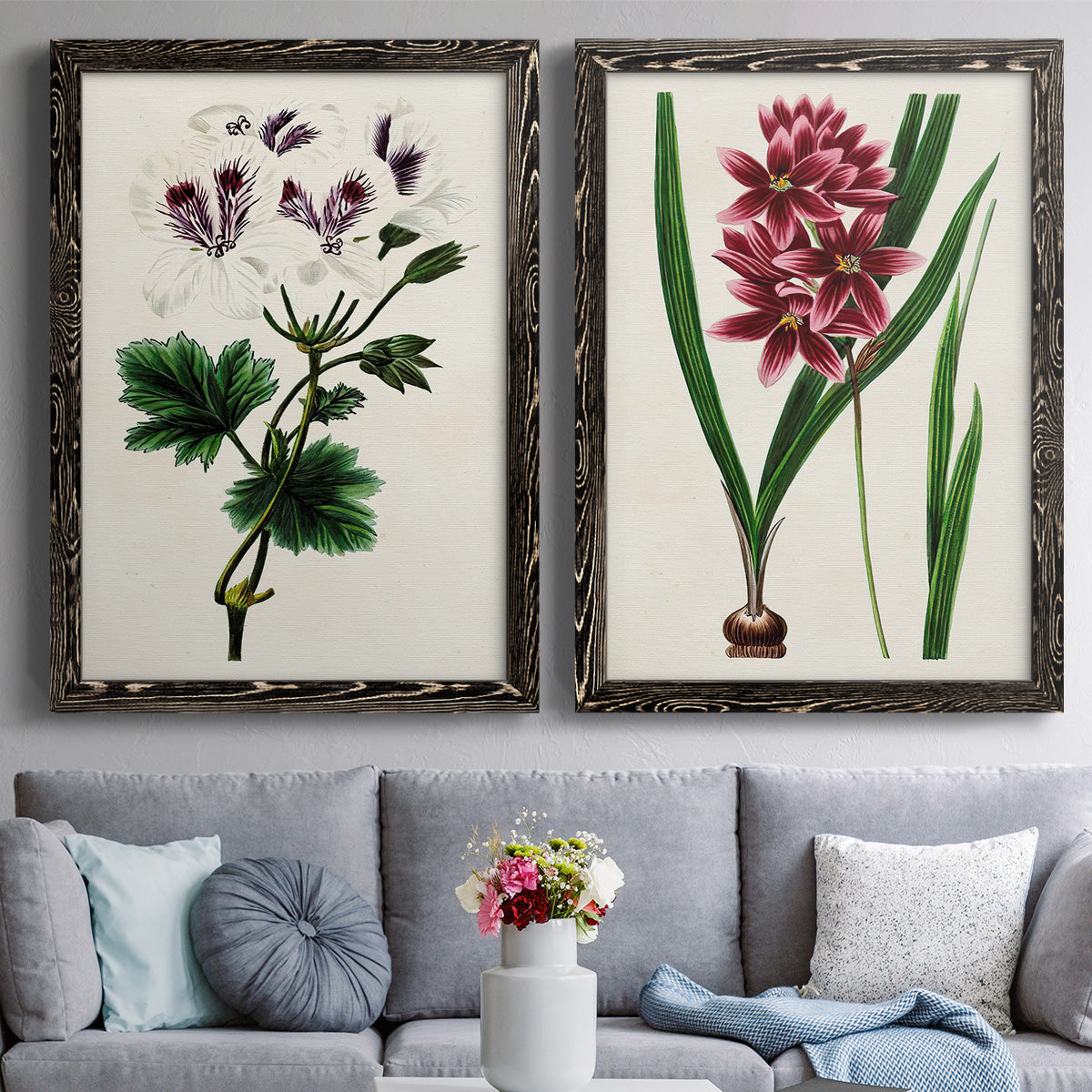 Set of two black barnwood framed canvas prints depicting paired antique botanical plate illustrations with detailed blossoms, leaves, roots, and archival cream grounds above a sofa in a contemporary living room.