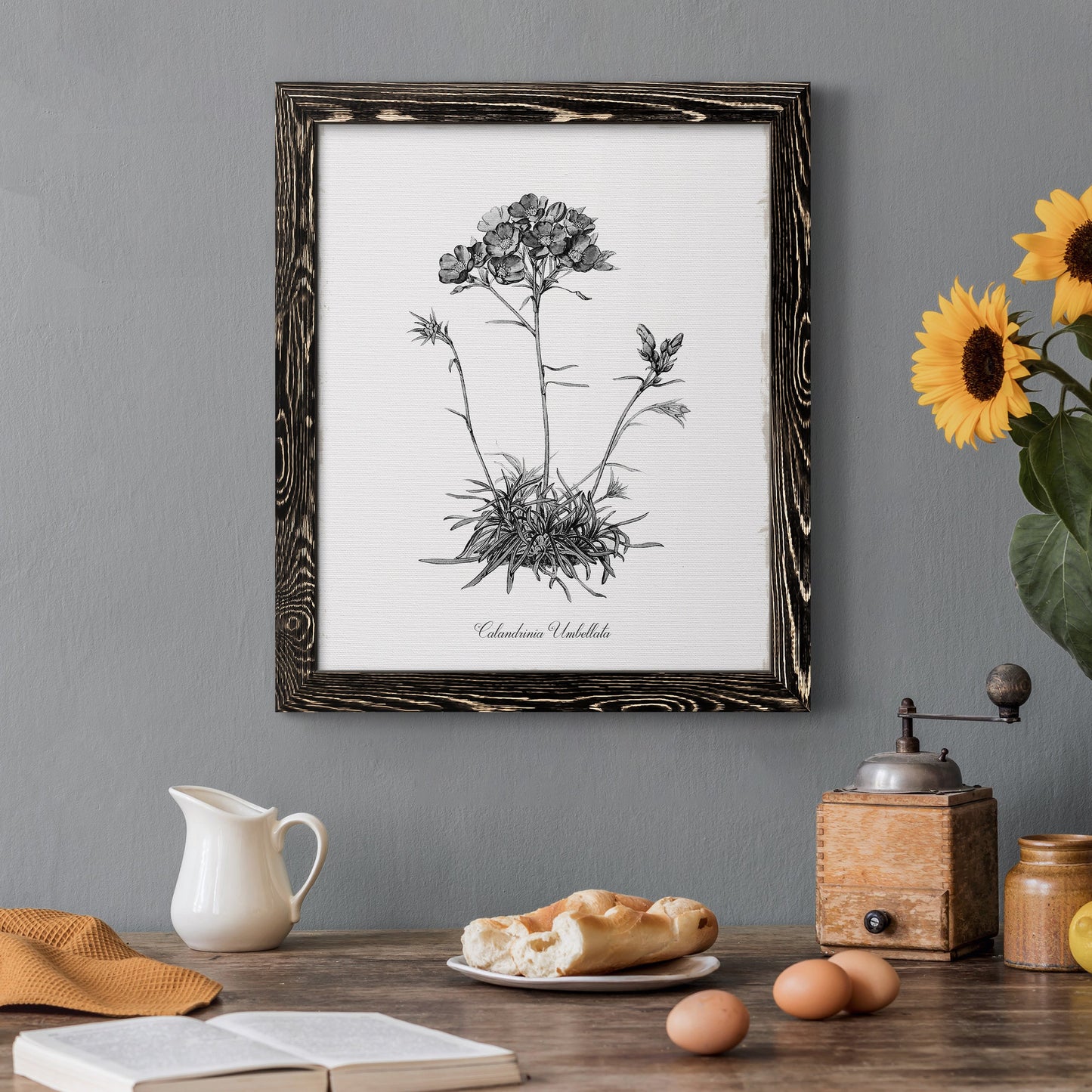 Simply Caladrinia - Premium Canvas Framed in Barnwood - Ready to Hang