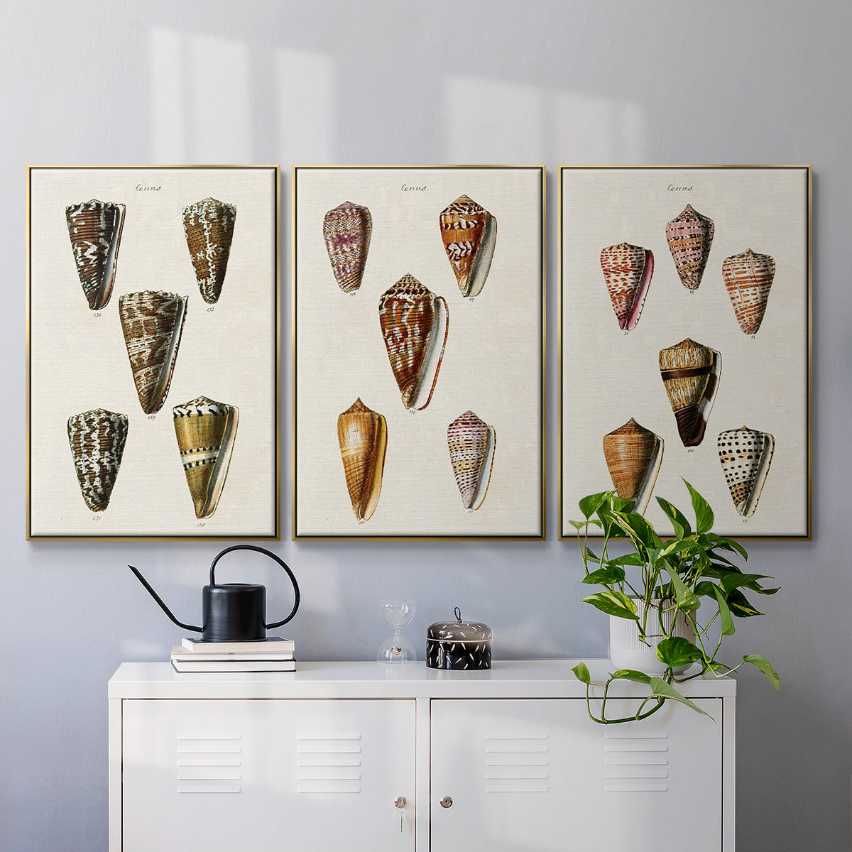 Cone Shell Collection IV - Framed Premium Gallery Wrapped Canvas L Frame 3 Piece Set - Ready to Hang