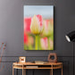 Twotone Tulip - Canvas Art Print