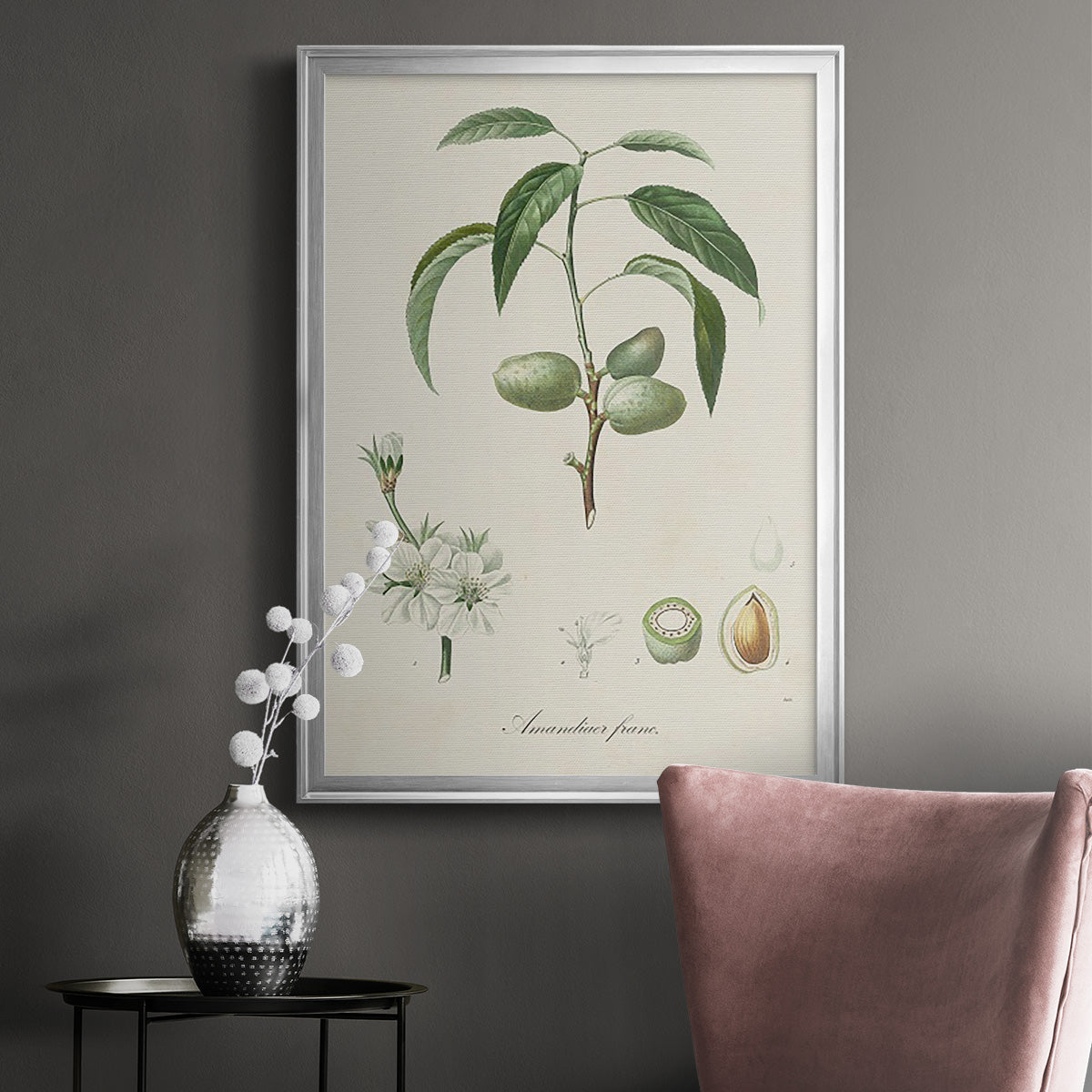 Antique Almond Botanical I - Modern Framed Canvas Print