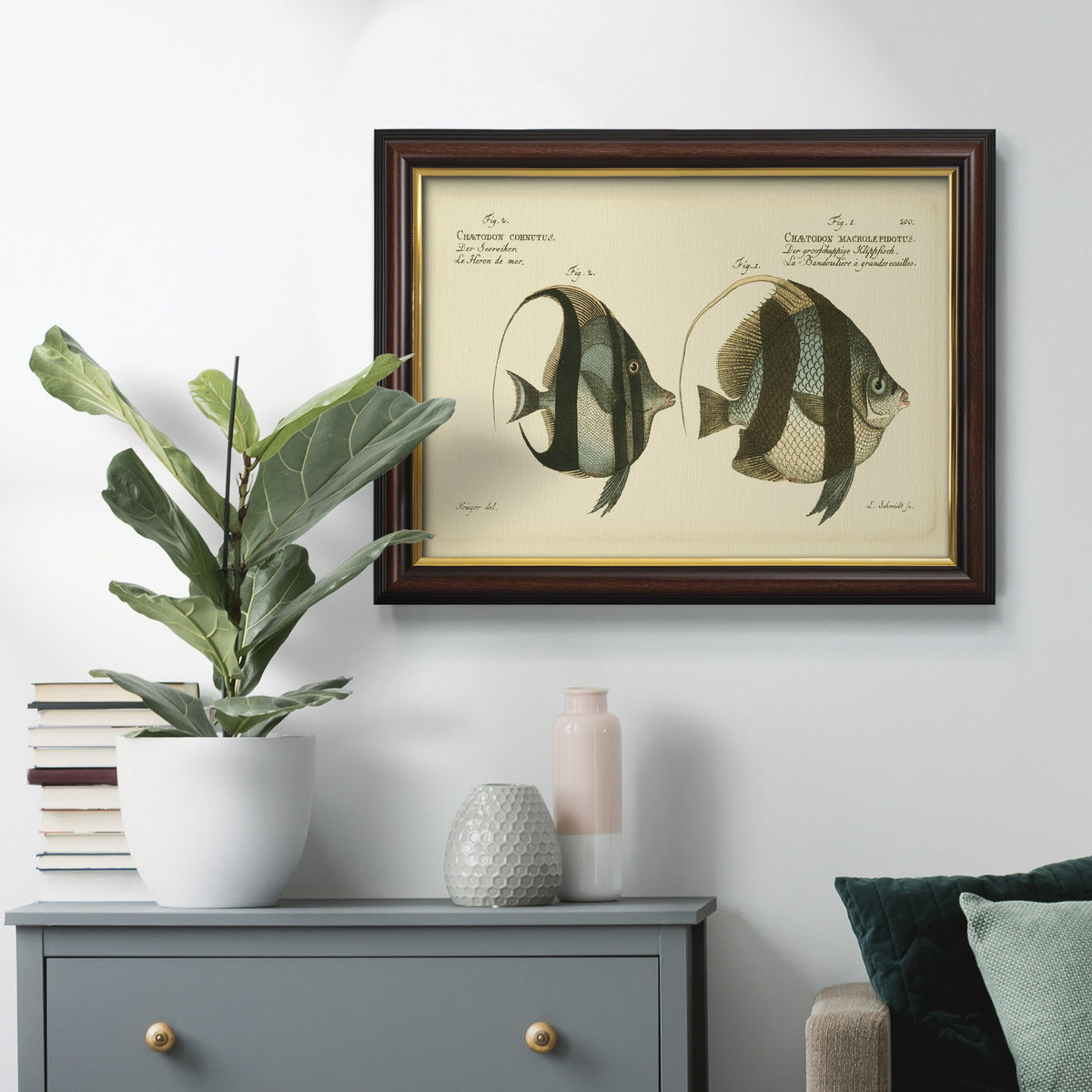 Bloch Antique Fish I Premium Framed Canvas- Ready to Hang