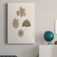 Knorr Shells & Coral VIII Premium Gallery Wrapped Canvas - Ready to Hang