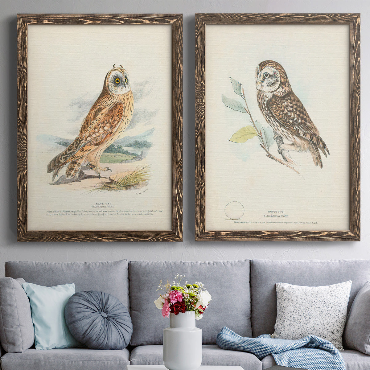 Hawk Owl - Premium Framed Canvas 2 Piece Set - Ready to Hang