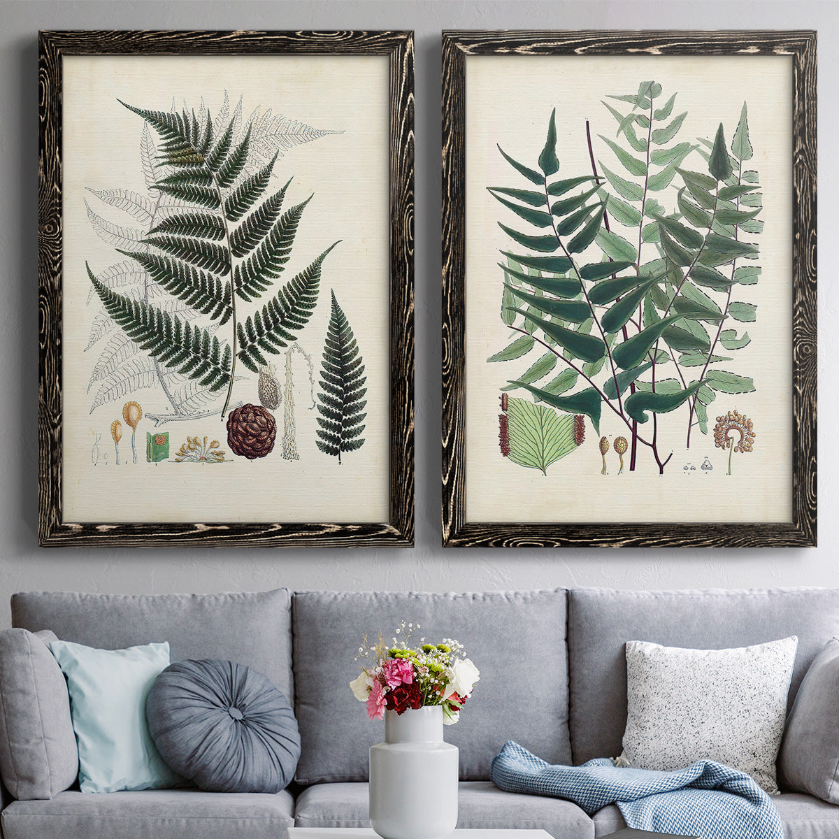 Set of two black barnwood framed canvas prints depicting paired natural-history fern plates with varied green fronds, roots, spores, and archival labels above a sofa in a contemporary living room.