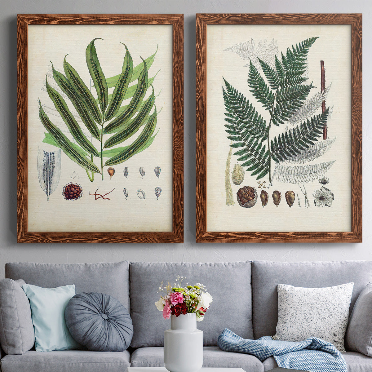 Set of two maple barnwood framed canvas prints depicting paired natural-history fern plates with varied green fronds, roots, spores, and archival labels above a sofa in a contemporary living room.