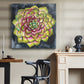 Succulent Rosette III - Canvas Art Print