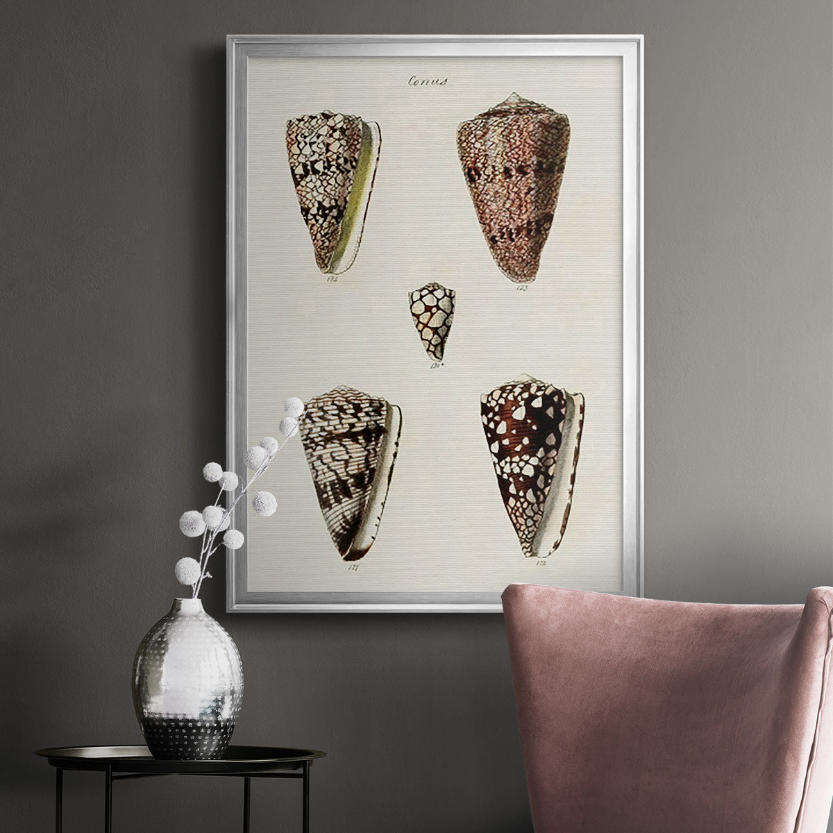 Cone Shell Collection III - Modern Framed Canvas Print