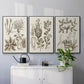 Sepia Botanical Journal VI - Framed Premium Gallery Wrapped Canvas L Frame 3 Piece Set - Ready to Hang