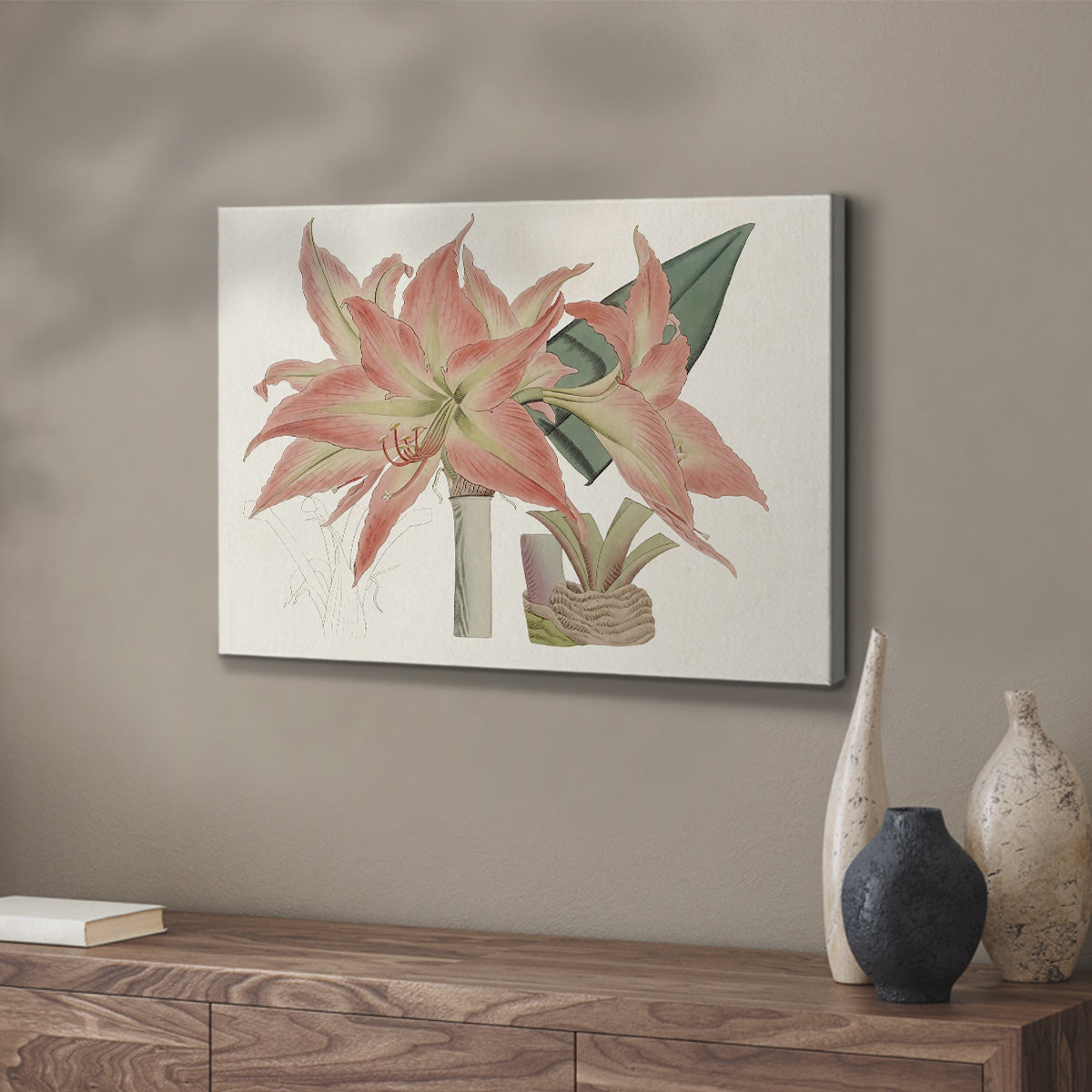Amaryllis Varietals III - Canvas Art Print