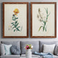 Traditional Botanical III - Premium Framed Canvas 2 Piece Set - Ready to Hang