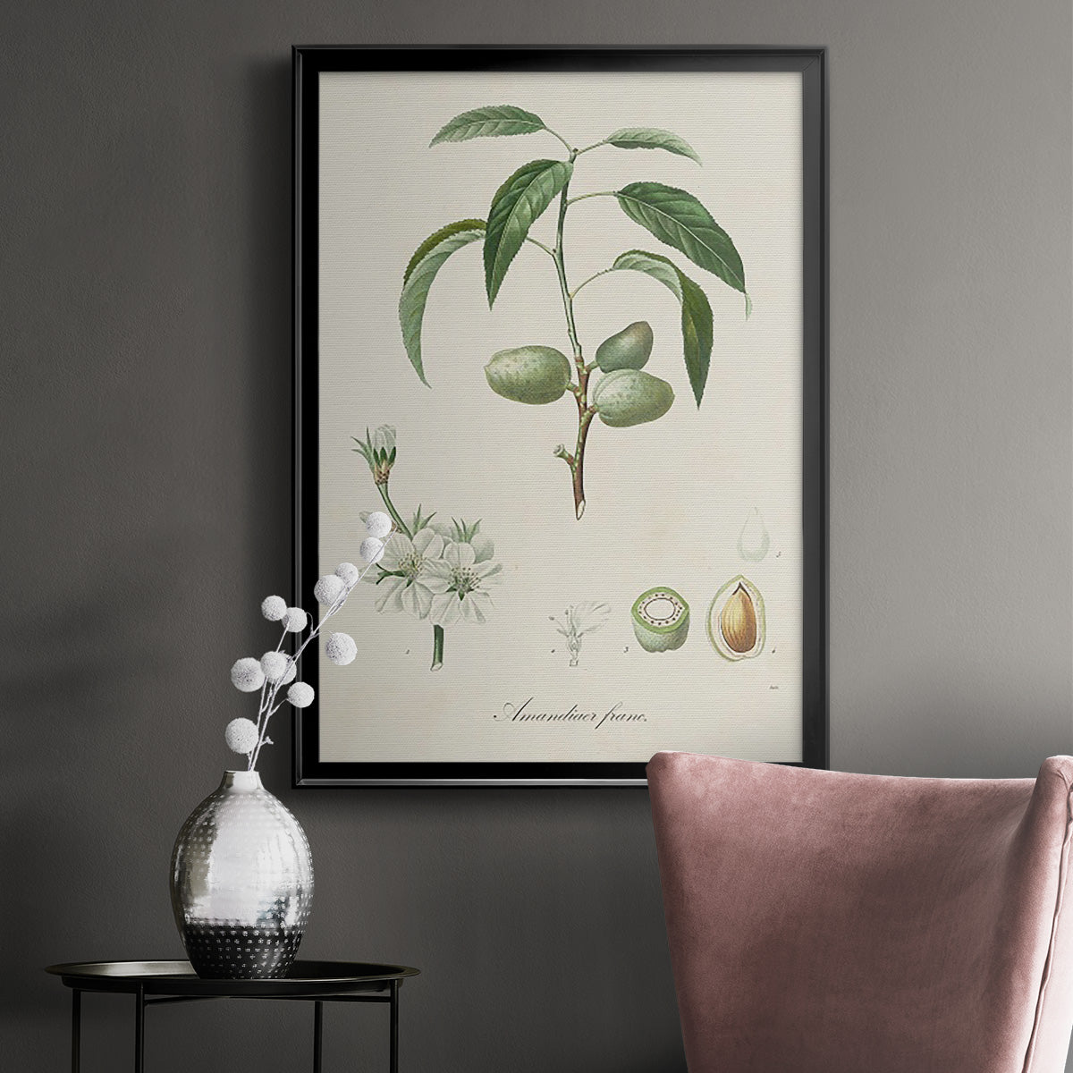 Antique Almond Botanical I - Modern Framed Canvas Print