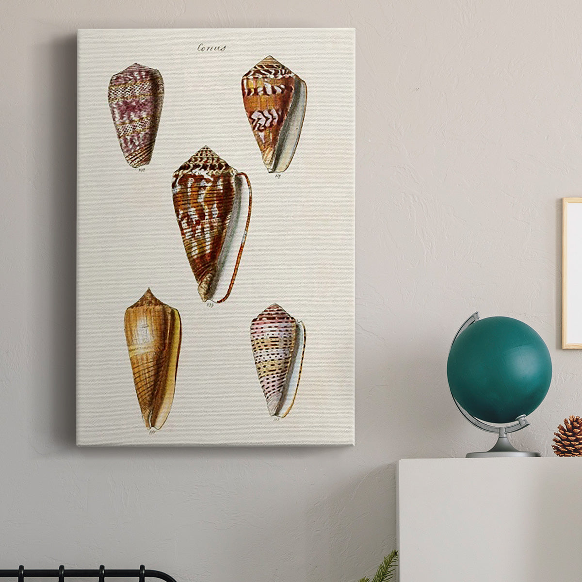 Cone Shell Collection VI Premium Gallery Wrapped Canvas - Ready to Hang