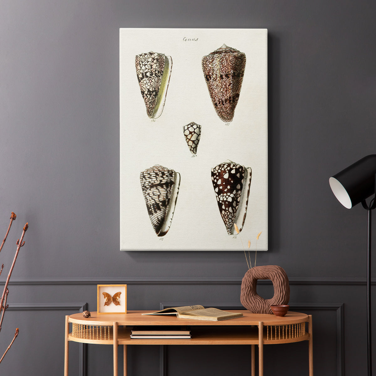 Cone Shell Collection III - Canvas Art Print