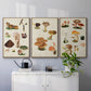 Mushroom Species IV - Framed Premium Gallery Wrapped Canvas L Frame 3 Piece Set - Ready to Hang