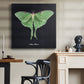 Luna Moth II - Canvas Art Print