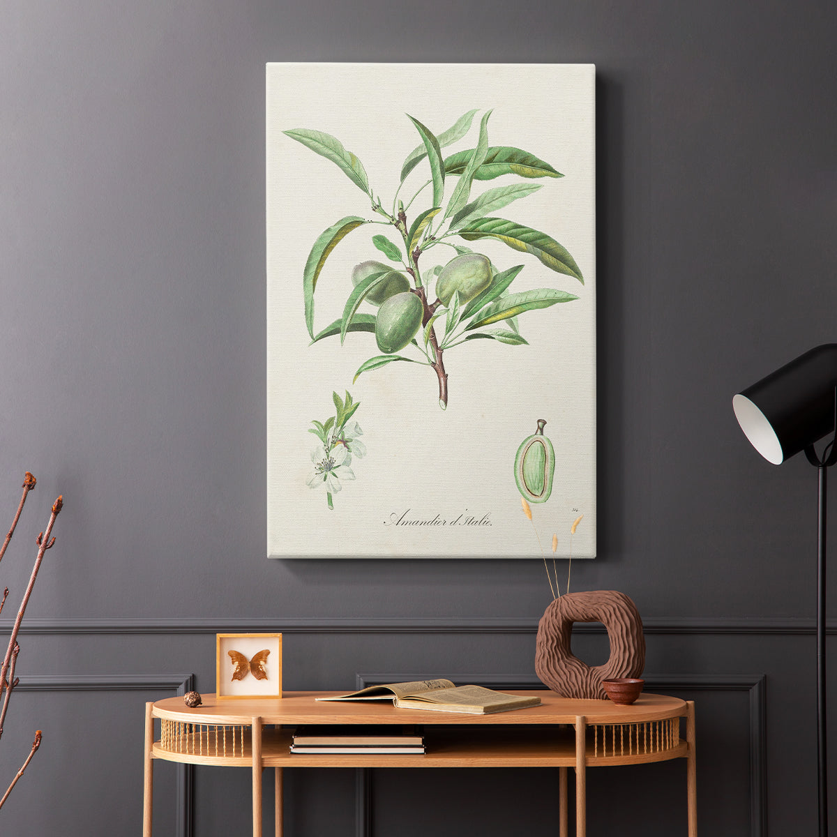 Antique Almond Botanical III - Canvas Art Print