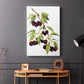 Watercolor Cherries - Canvas Art Print