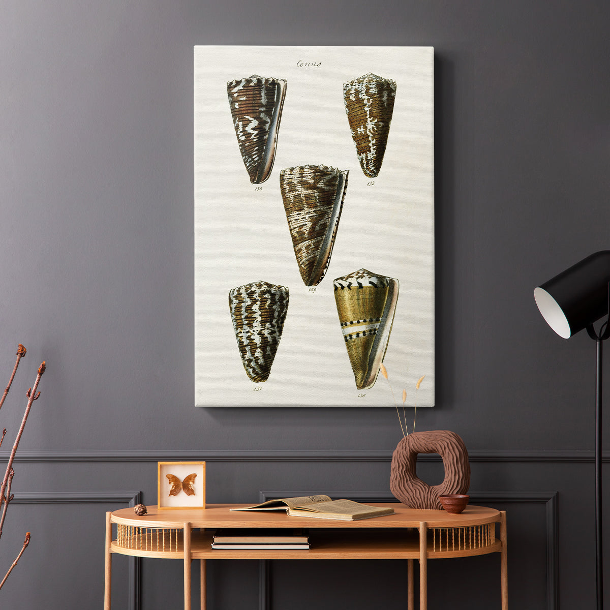 Cone Shell Collection V - Canvas Art Print